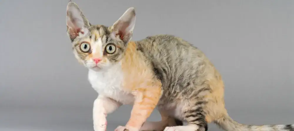 Czy Devon Rex uczula? Oto prawda o alergiach na koty