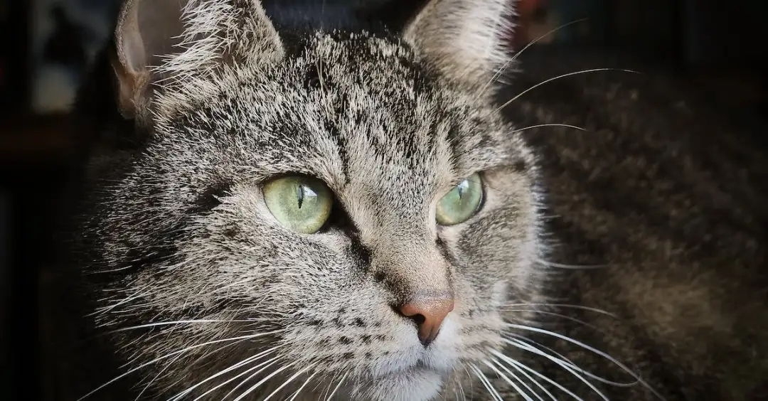 Dlaczego kot ma wąsy? zaskakująca odpowiedź dla właścicieli!