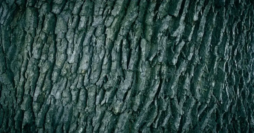 Kora dębu – przepis na ciasto z unikalnym smakiem kory dębu