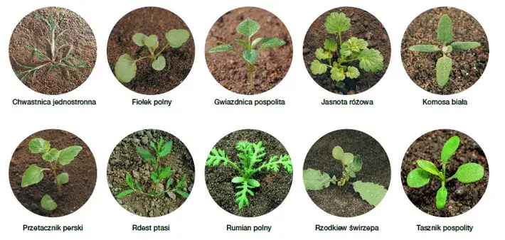 Skuteczne metody na chwasty w ogrodzie - naturalne i chemiczne