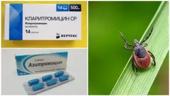 Jaki antybiotyk po ugryzieniu kleszcza zapobiega boreliozie? porady lekarza