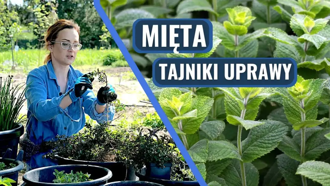 Jak prawidłowo przycinać miętę w ogrodzie, aby rosła bujnie i zdrowo