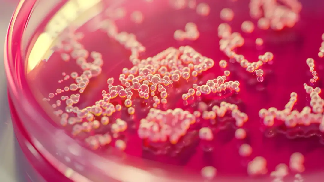 Objawy Helicobacter pylori w kale: Jak je rozpoznać i diagnozować?