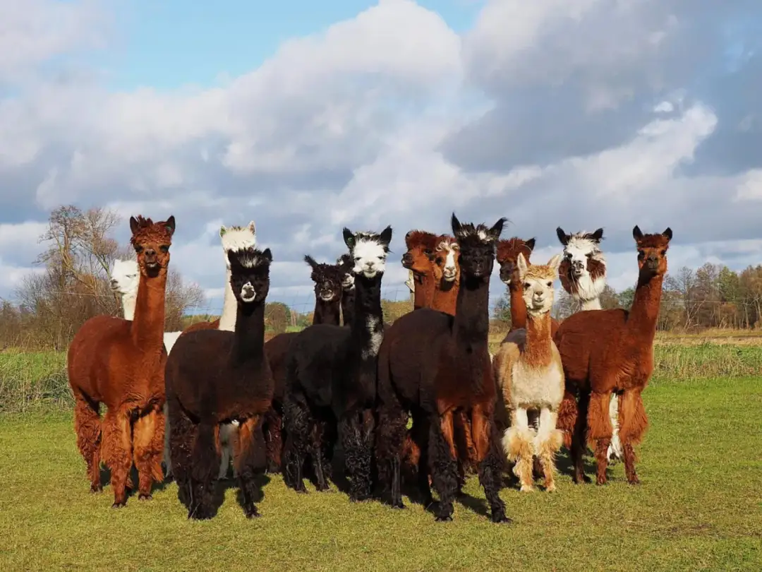 Czy hodowla alpak jest opłacalna? Odkryj ukryte koszty i zyski