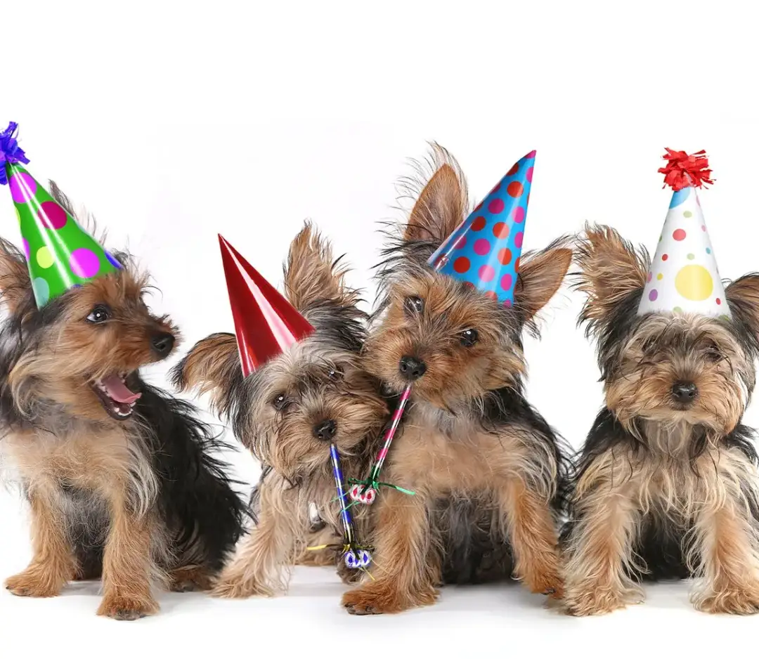 Jak zorganizować niezapomniane urodziny pieski: 6 sprawdzonych pomysłów