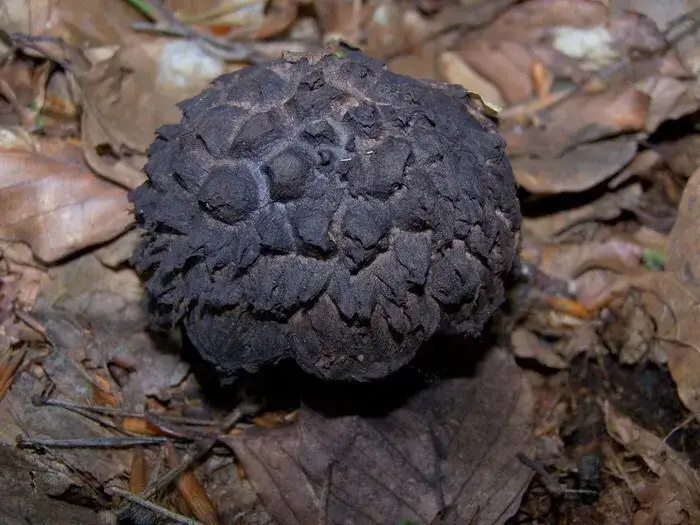 Najniebezpieczniejsze grzyby z łuskami: rozpoznaj i unikaj zatrucia