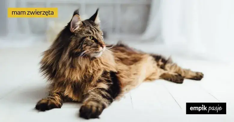 Czy Maine Coony uczulają? Odkryj prawdę o alergiach na koty