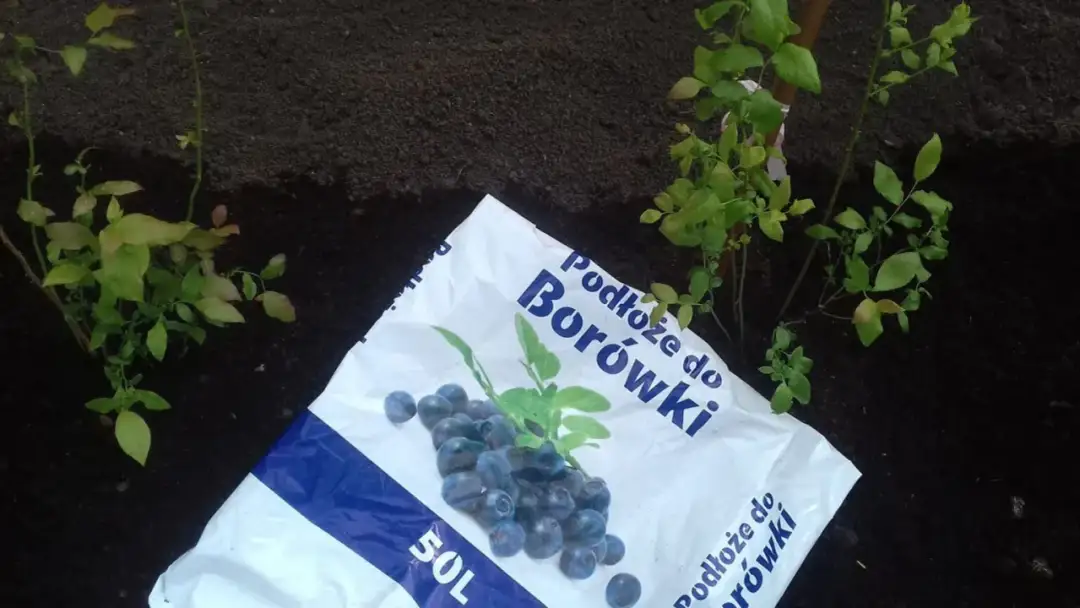 Czy borówki uczulają? Objawy alergii i co warto wiedzieć