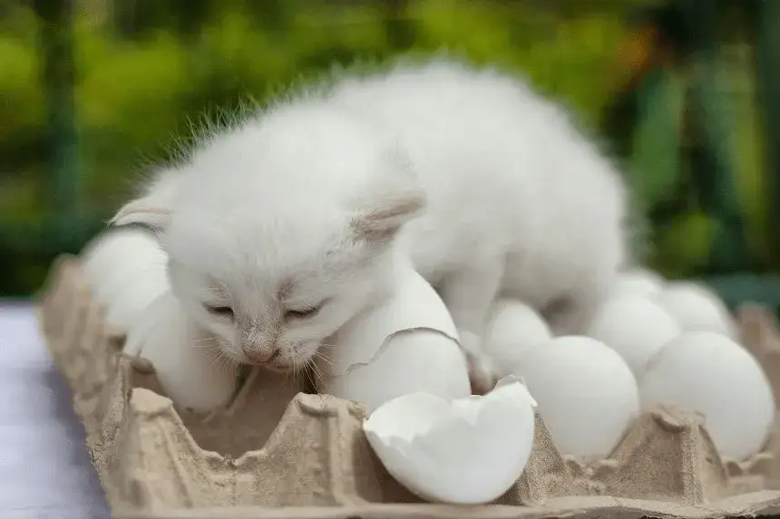 Czy koty mogą jeść żółtko? Bezpieczne porady i ryzyka dla zdrowia kota