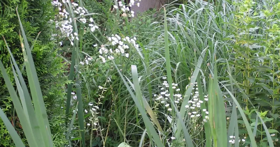 Chwast z małymi białymi kwiatami: jak go zidentyfikować i zwalczyć