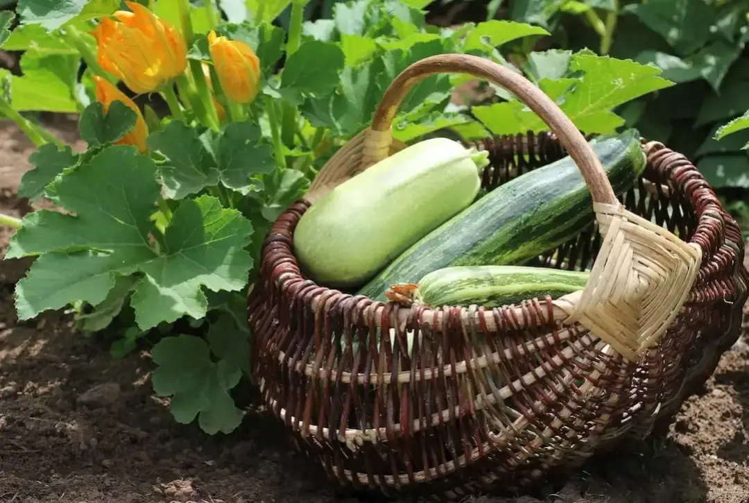 Welches Gewürz für Zucchini: Die besten Tipps für mehr Geschmack