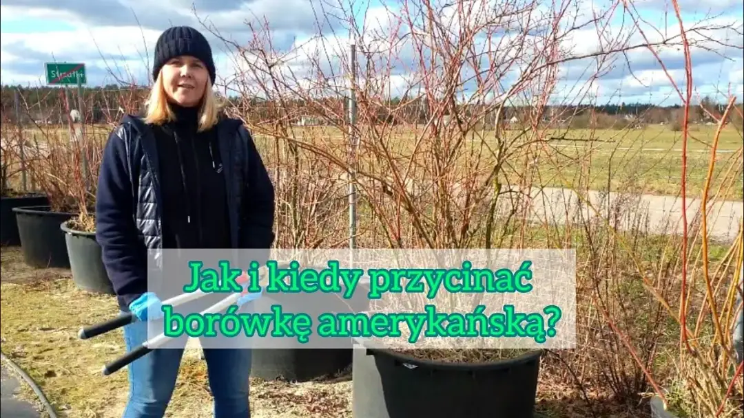 Kiedy i jak przycinać borówkę amerykańską, aby uniknąć błędów w pielęgnacji