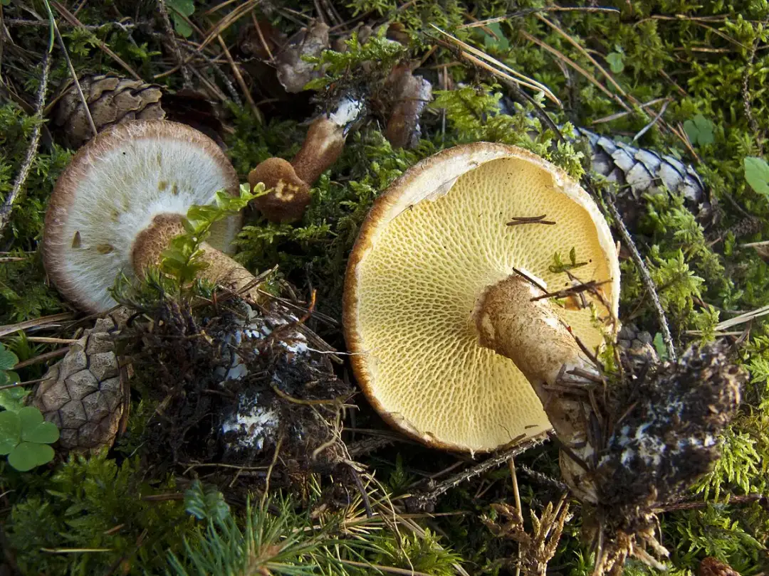 Borowiec dęty - jak prawidłowo rozpoznać i zebrać tego smacznego grzyba