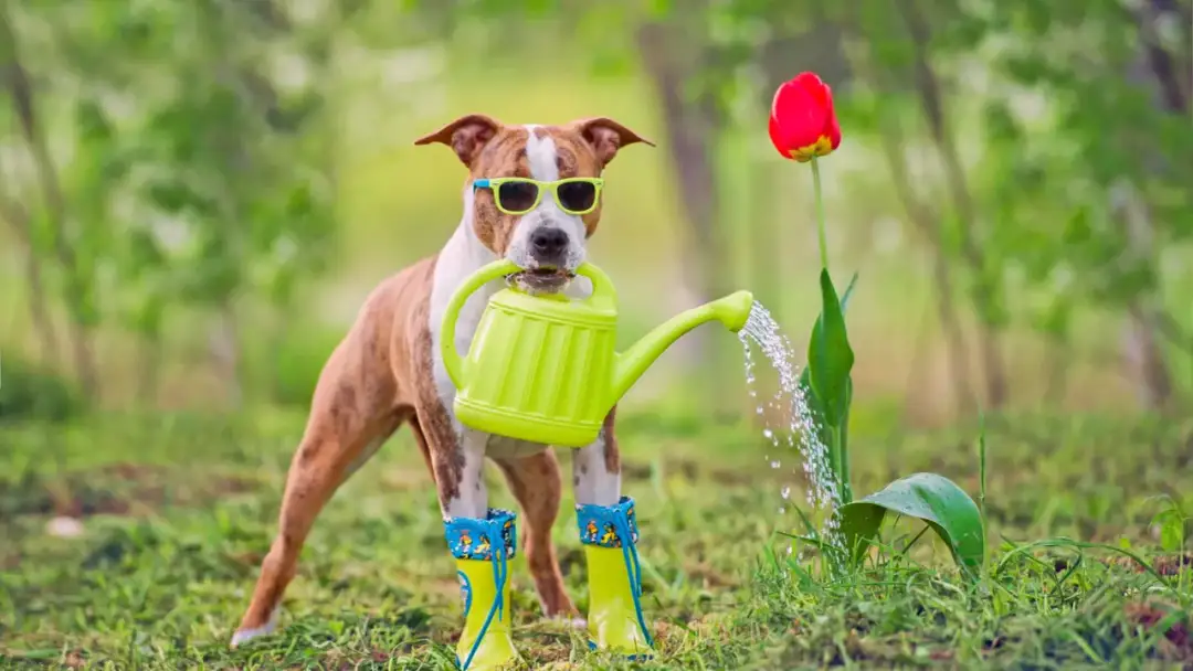 Jaki pies dla dzieci na podwórko - wybierz najlepszego przyjaciela