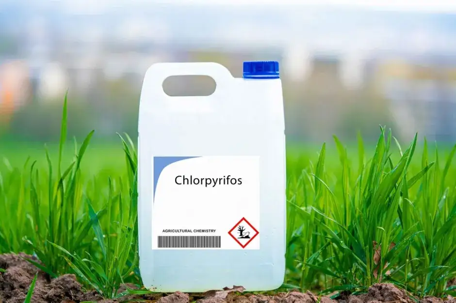 Chloropiryfos: kluczowe informacje o czasie działania insektycydu