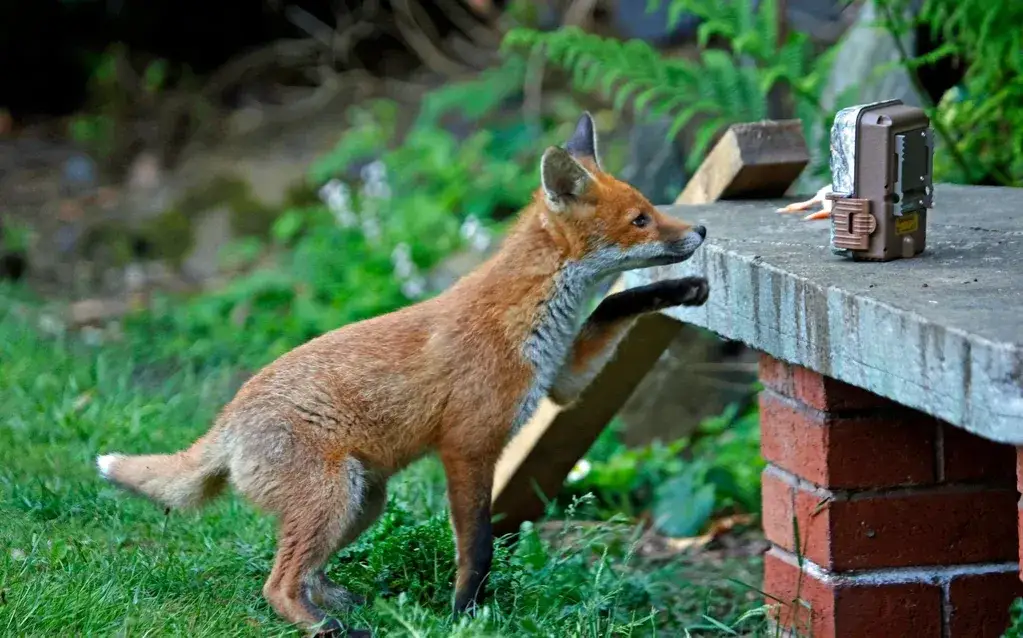 Jak skutecznie odstraszyć lisy z ogrodu bez szkody dla zwierząt
