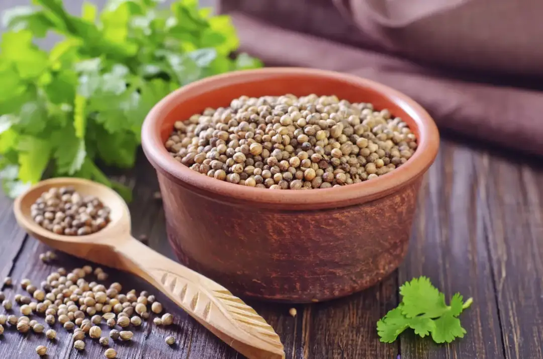 Kolendra na co? Odkryj jej niesamowite właściwości zdrowotne