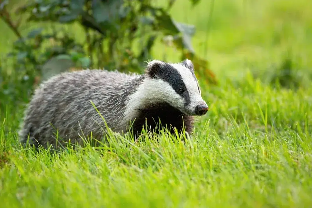 Jak borsuk przetrwa zimę? Sekrety jego zimowania i zachowania w mroźne dni