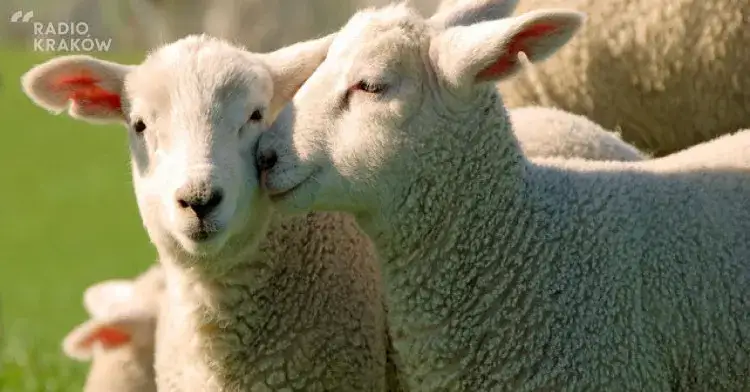 Gdzie kupić jagnięcinę podhalańską? Sprawdź najlepsze miejsca!