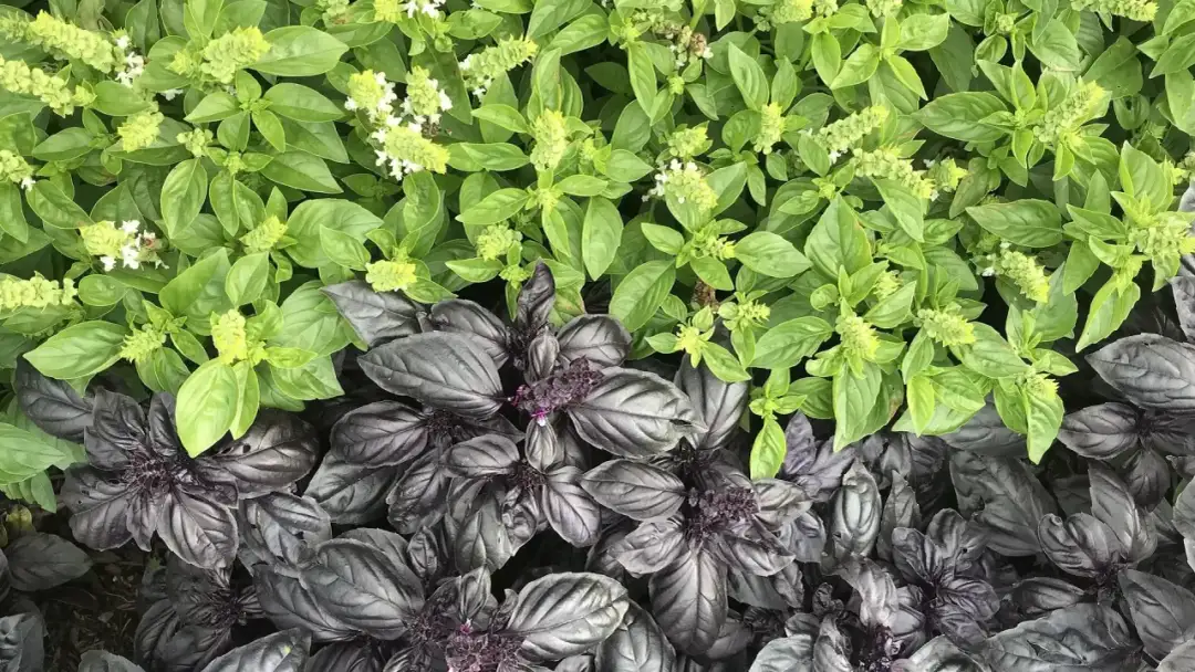 Czy bazylię można sadzić w ogrodzie? Oto kluczowe informacje i porady