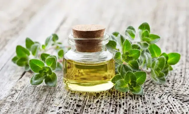 Czy olejek z oregano można podawać dzieciom? Bezpieczeństwo i dawkowanie