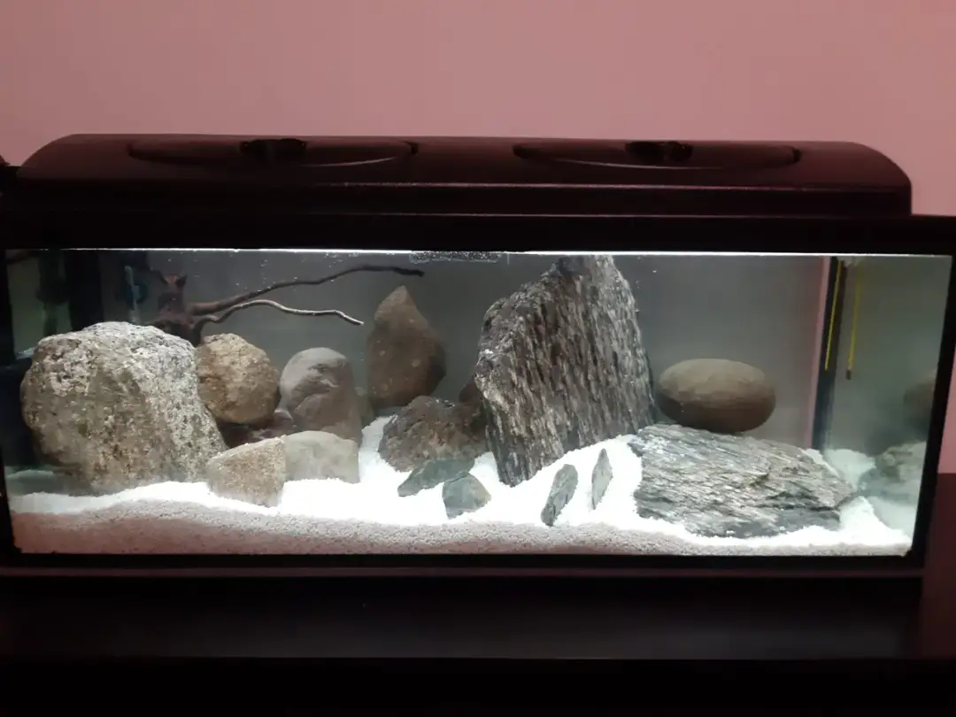 Jak podnieść azot w akwarium - skuteczne sposoby na zdrowe rośliny