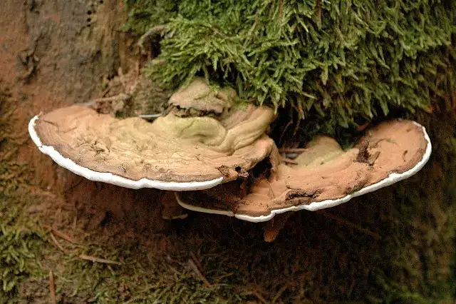 Ganoderma - niezwykłe właściwości lecznicze grzyba nieśmiertelności