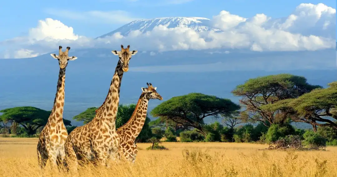 Jakie są pustynie w Afryce? Odkryj fascynujące miejsca i fakty