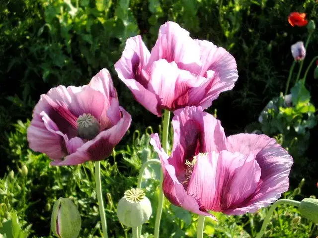 Maki ogrodowe kiedy siać – terminy i wymagania dla zdrowego wzrostu