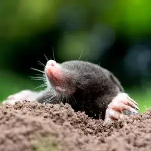 Skuteczne sposoby na pozbycie się kreta z ogrodu bez szkody dla roślin