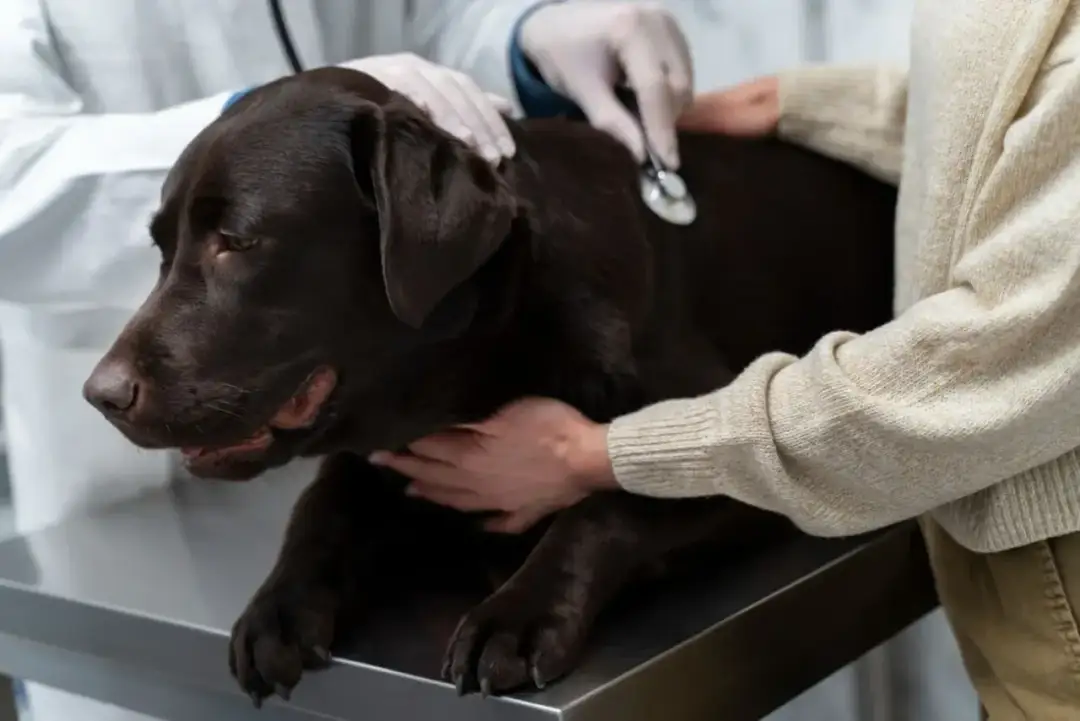 Ile zarabia weterynarz w USA? Sprawdź, czy warto pracować w tym zawodzie