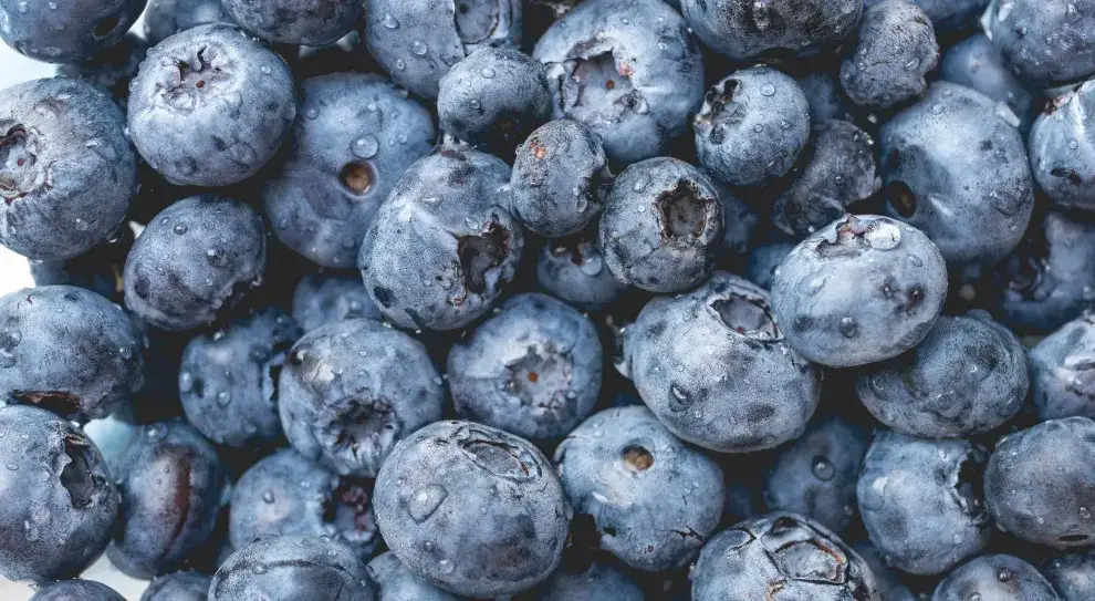 Ile można zarobić na borówce amerykańskiej? Sprawdź stawki i realia