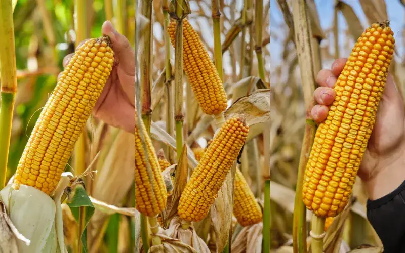 Jaka obsada kukurydzy na ziarno zapewni najwyższe plony i jakość?