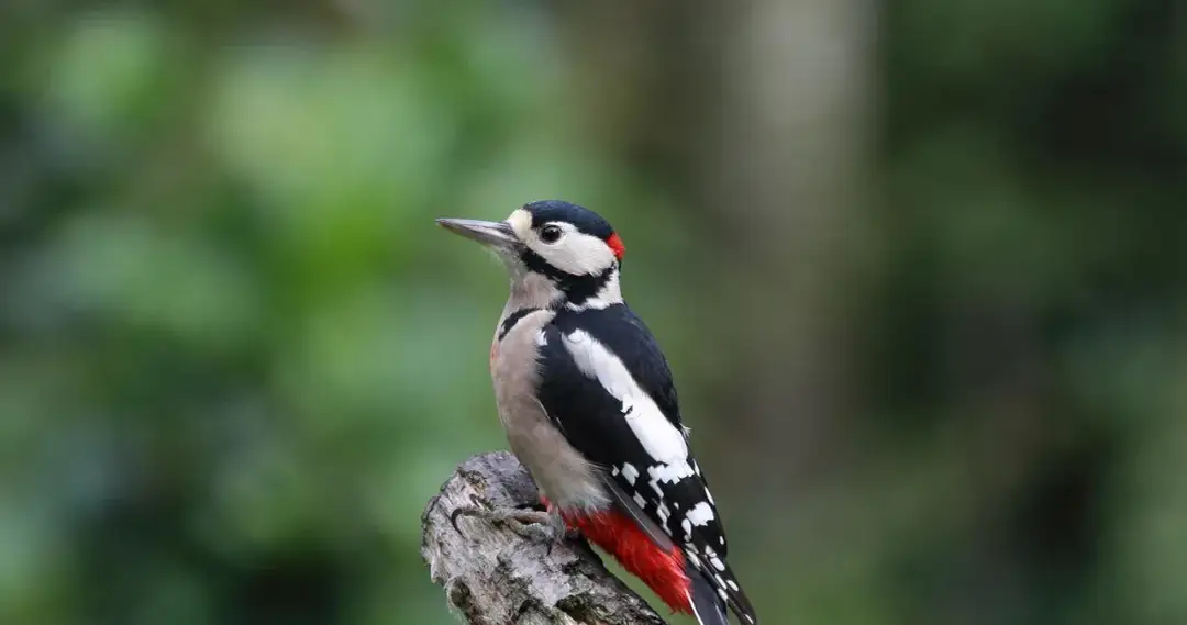 Skuteczne metody na odstraszenie ptaków z elewacji budynku