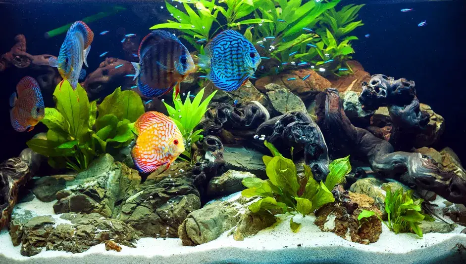 Czy rybki muszą mieć światło w nocy? Odkryj prawdę o ich zdrowiu