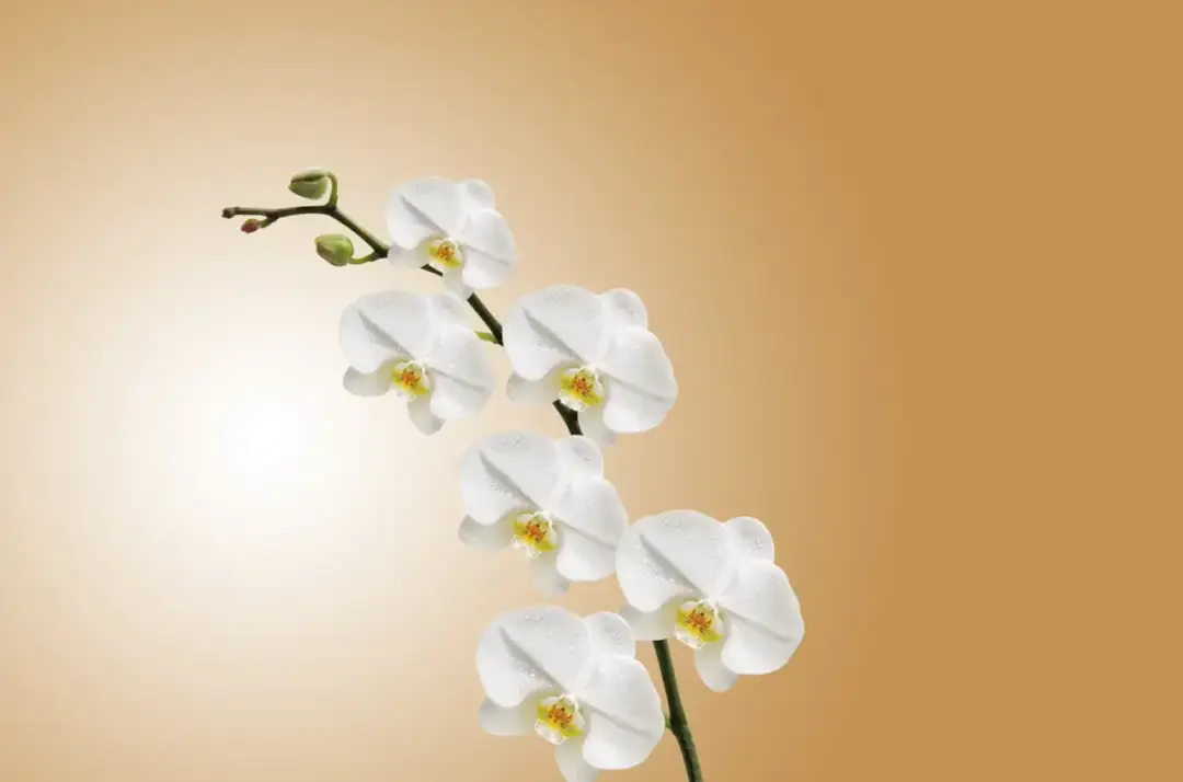 Czy nawozić storczyki gdy kwitną? Oto co musisz wiedzieć, aby nie zaszkodzić