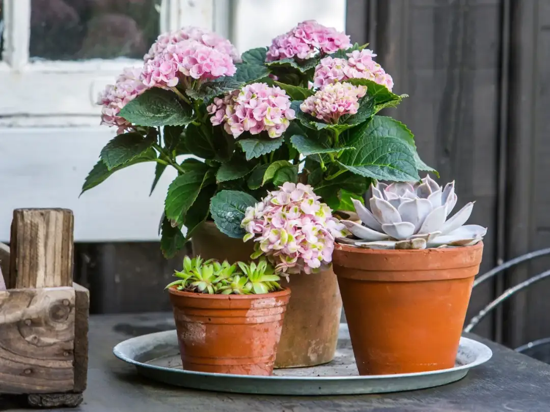 Jak przezimować hortensje w donicy, aby uniknąć ich zniszczenia