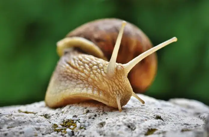 Jak założyć hodowlę ślimaków i uniknąć najczęstszych błędów