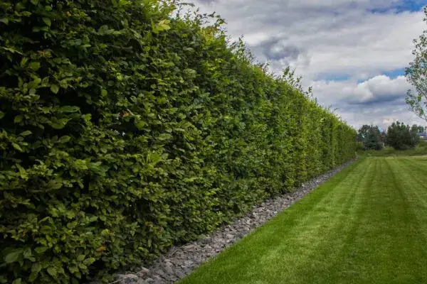 Co posadzić wokół ogrodzenia: 10 najlepszych roślin na płot