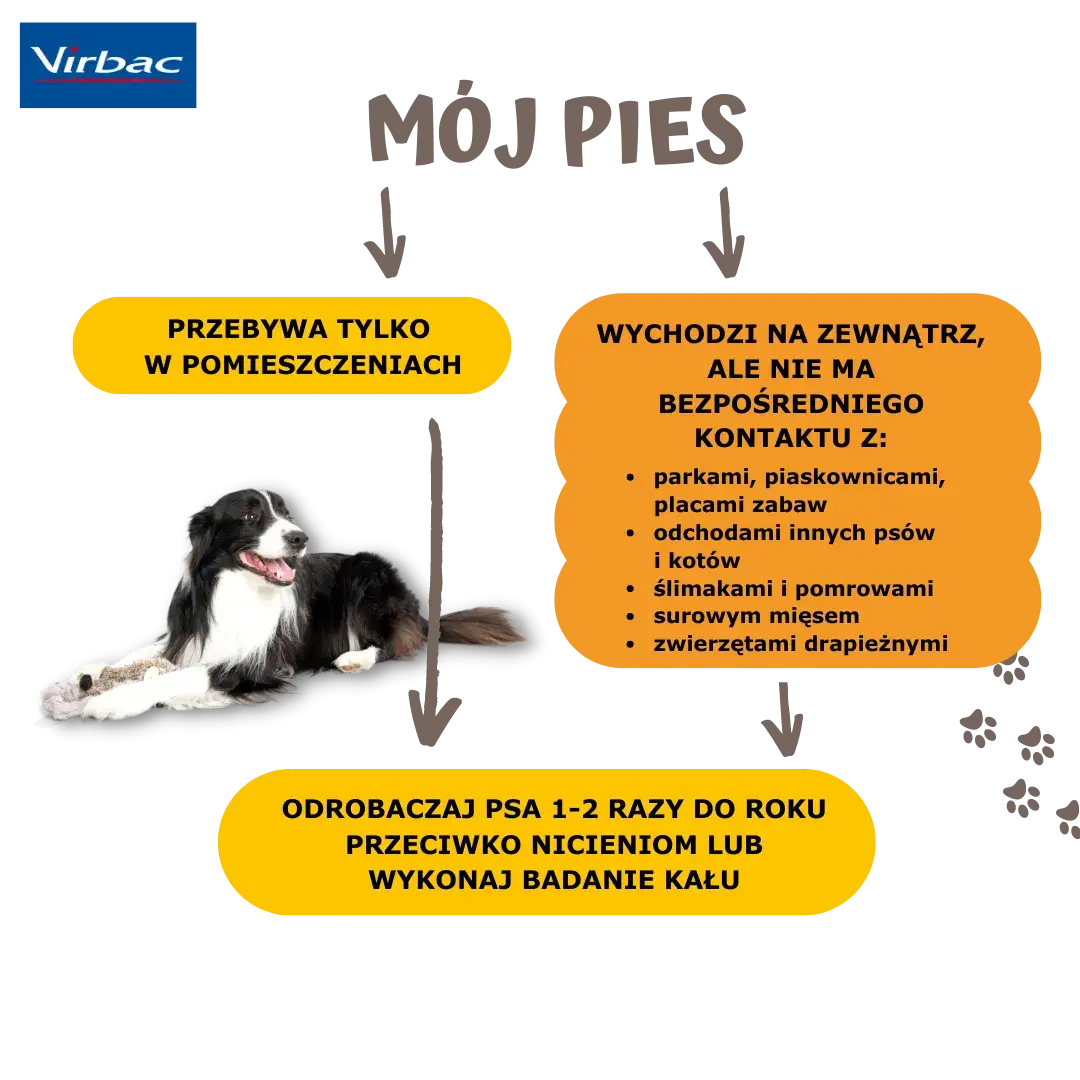 Odrobaczanie psa na czczo czy po jedzeniu – co jest skuteczniejsze?