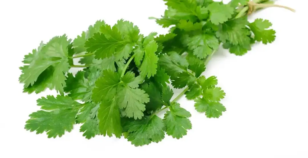 Kolendra jak dbać - proste sposoby na zdrową i obfita uprawę