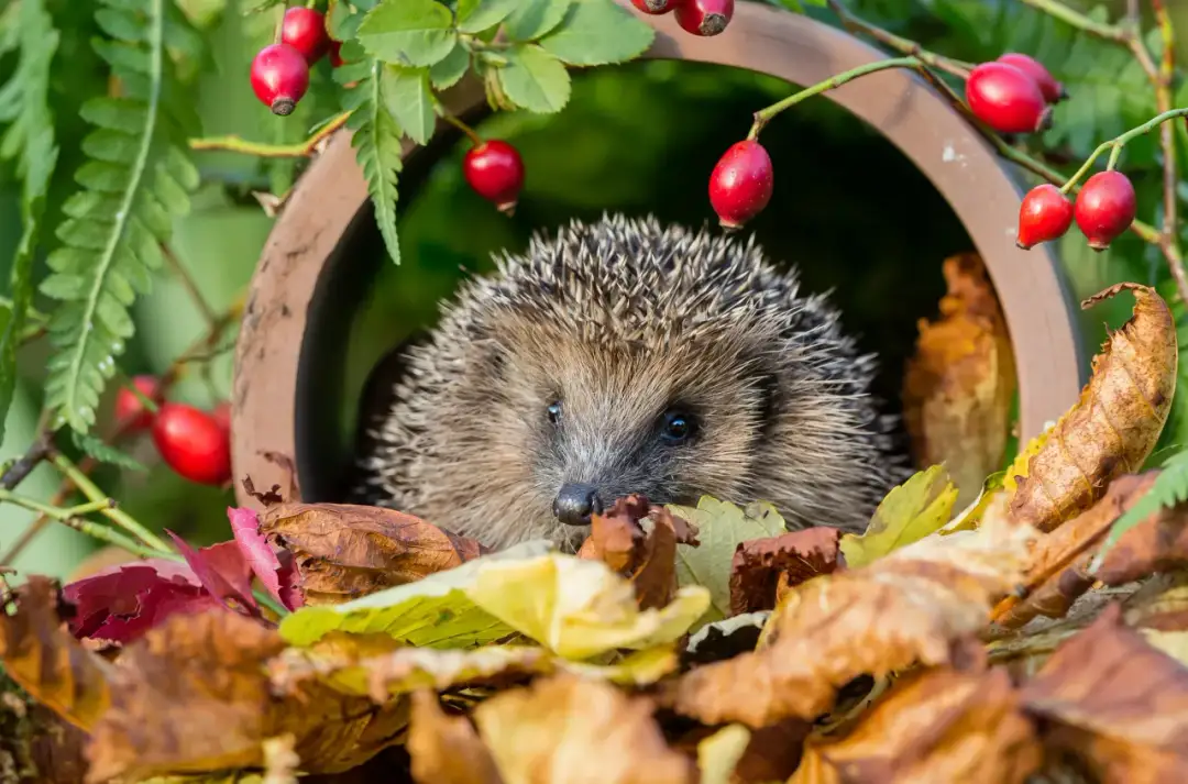 Jak zaprosić jeża do ogrodu i stworzyć idealne warunki dla niego