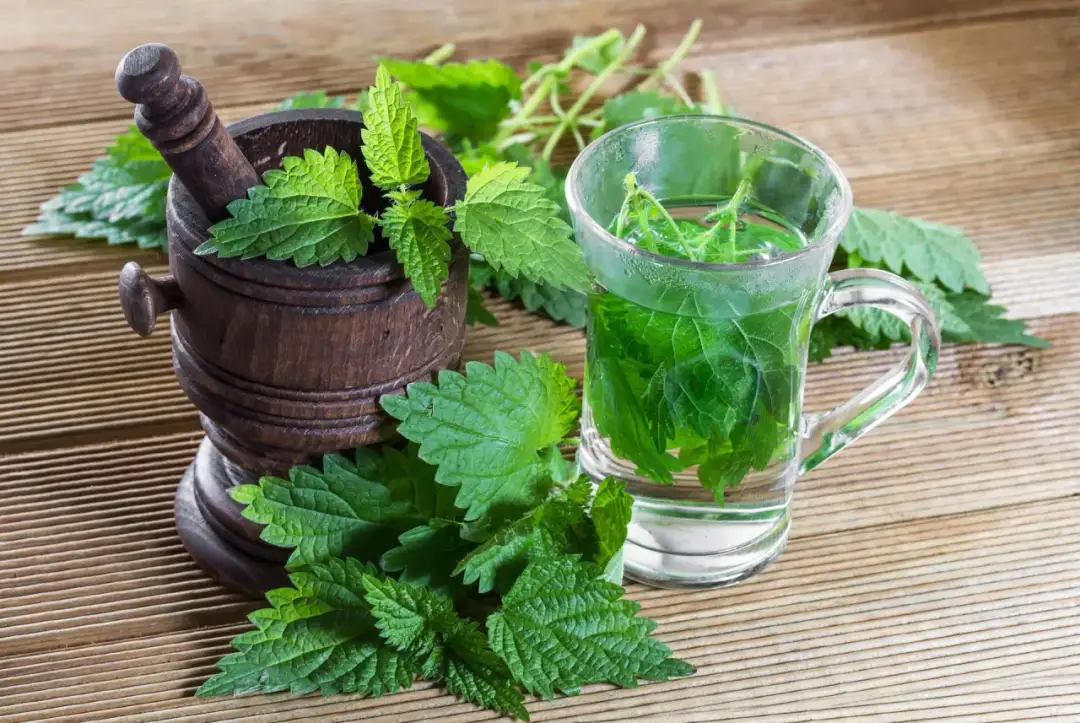 Ile razy dziennie pić herbatę z pokrzywy: bezpieczne dawkowanie naparu