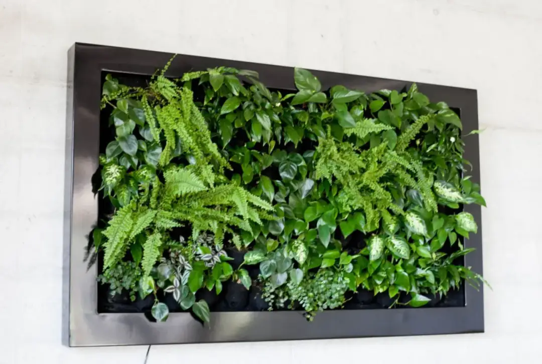 Jak stworzyć zieloną ścianę w salonie: 5 prostych kroków