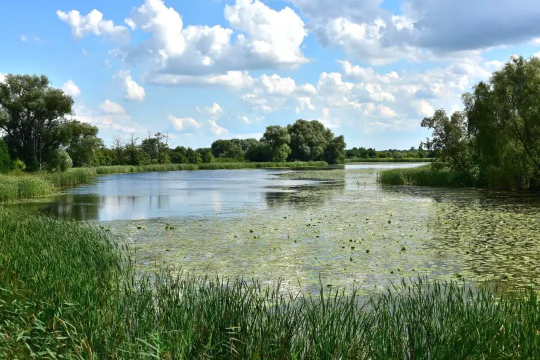 Jezioro Powsinkowskie: najlepsze atrakcje i sposoby na relaks w Wilanowie