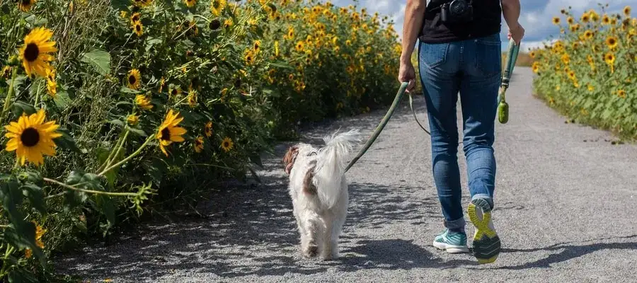 Smycz z amortyzatorem dla psa który ciągnie - uniknij bólu podczas spacerów