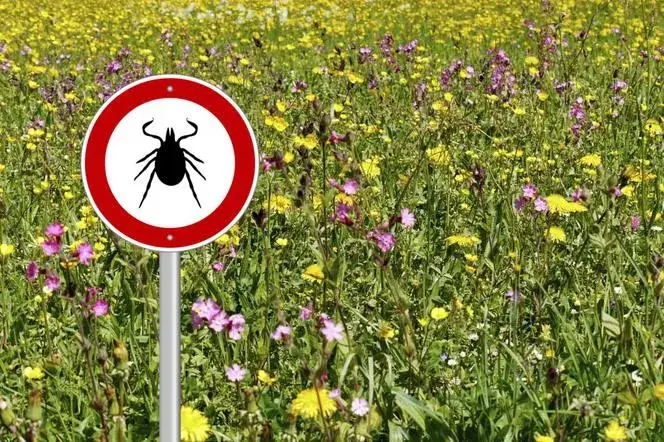 Jakich zapachów nie lubią kleszcze? Naturalne sposoby na ochronę przed pasożytami