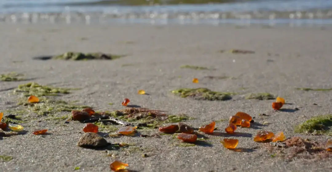 Kiedy szukać bursztynu nad Bałtykiem, aby zwiększyć swoje szanse?