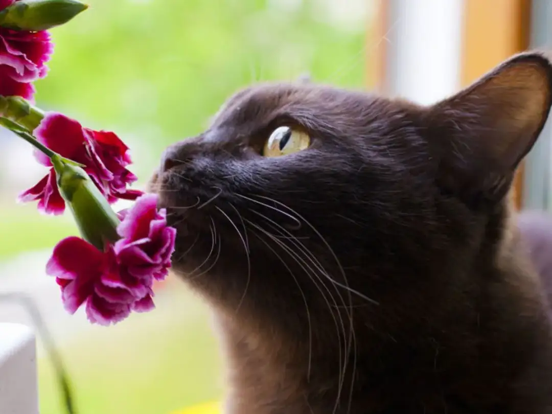 Czy goździki są trujące dla kota: Ważne objawy i szybka pomoc weterynaryjna