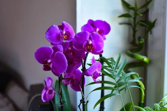 Czy storczyki uczulają? Dowiedz się, jak uniknąć alergii na nie